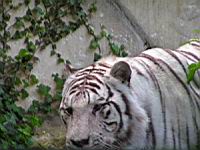 Tigre blanc (01)